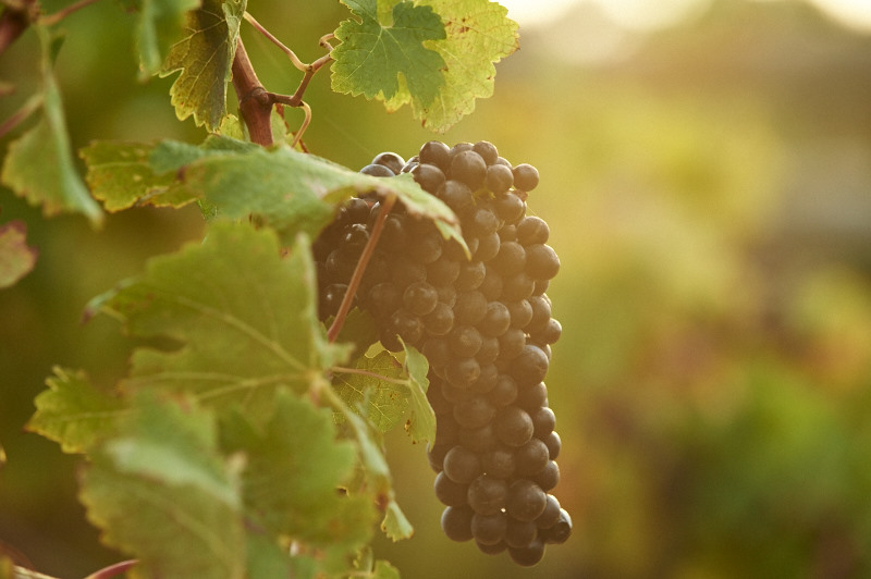 06_20160316_MOSS WOOD_Malbec Processing & Cabernet Sauvignon Vintage