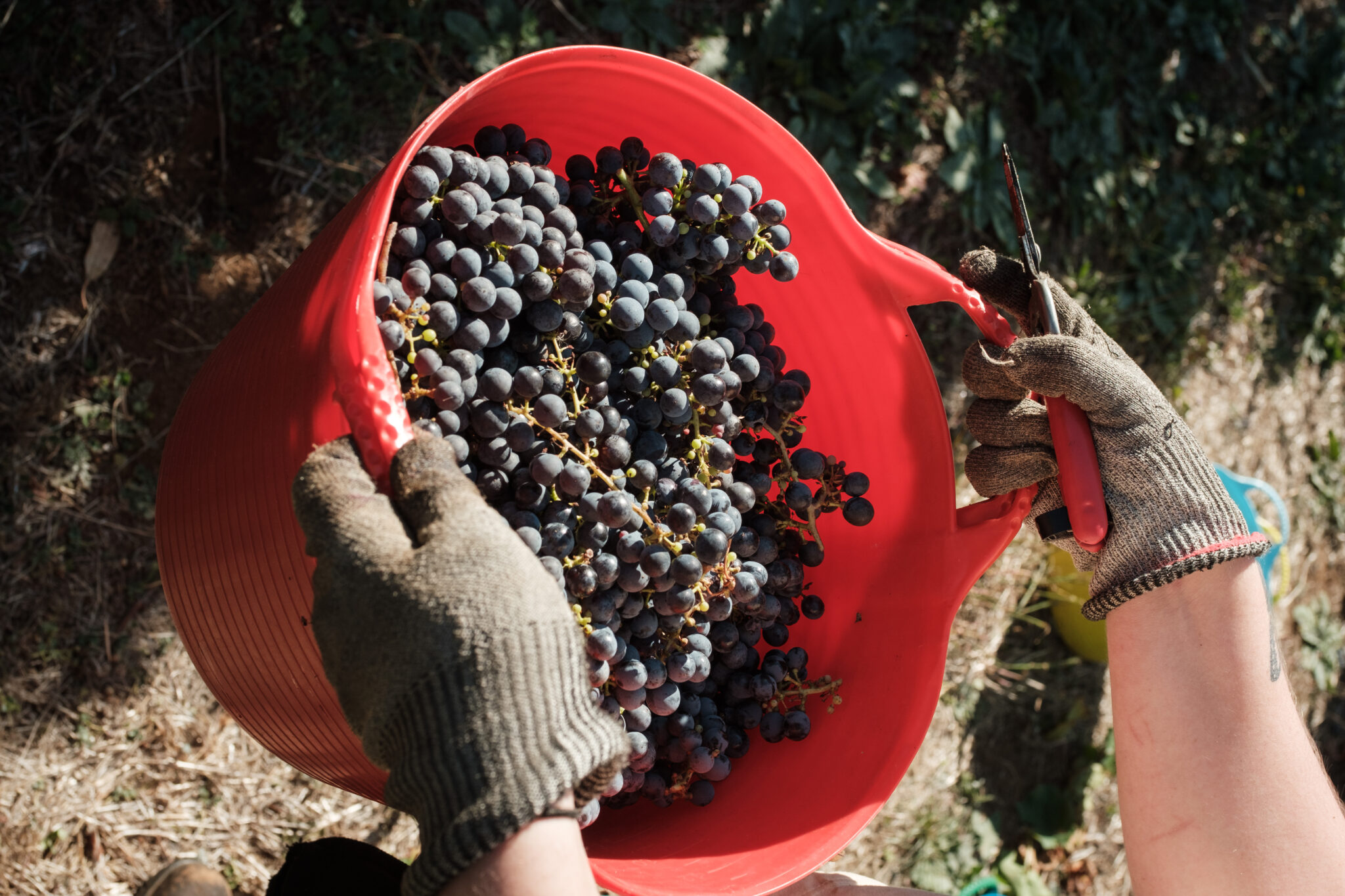 Picking malbec grapes