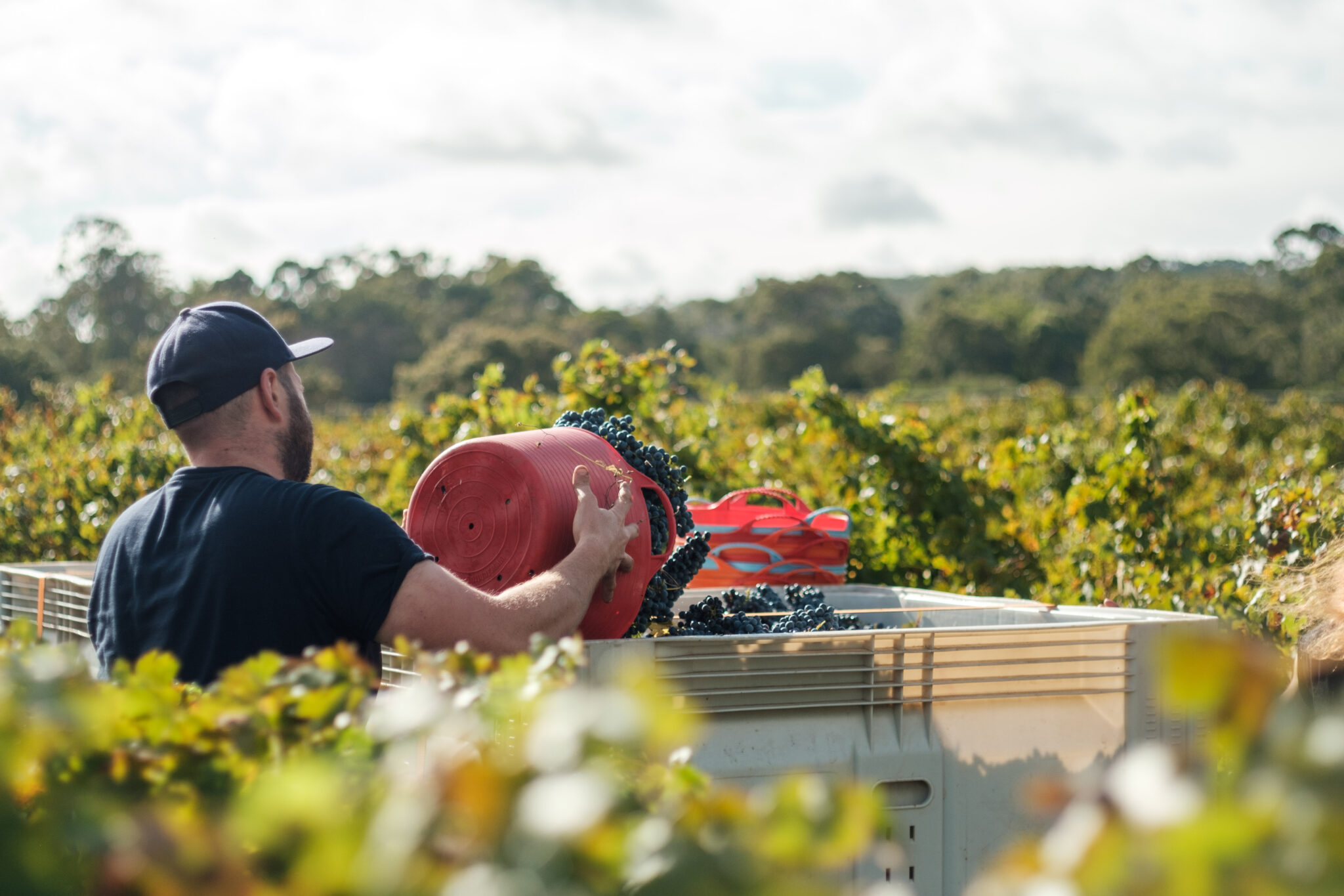 Loading grapes from the vineyard
