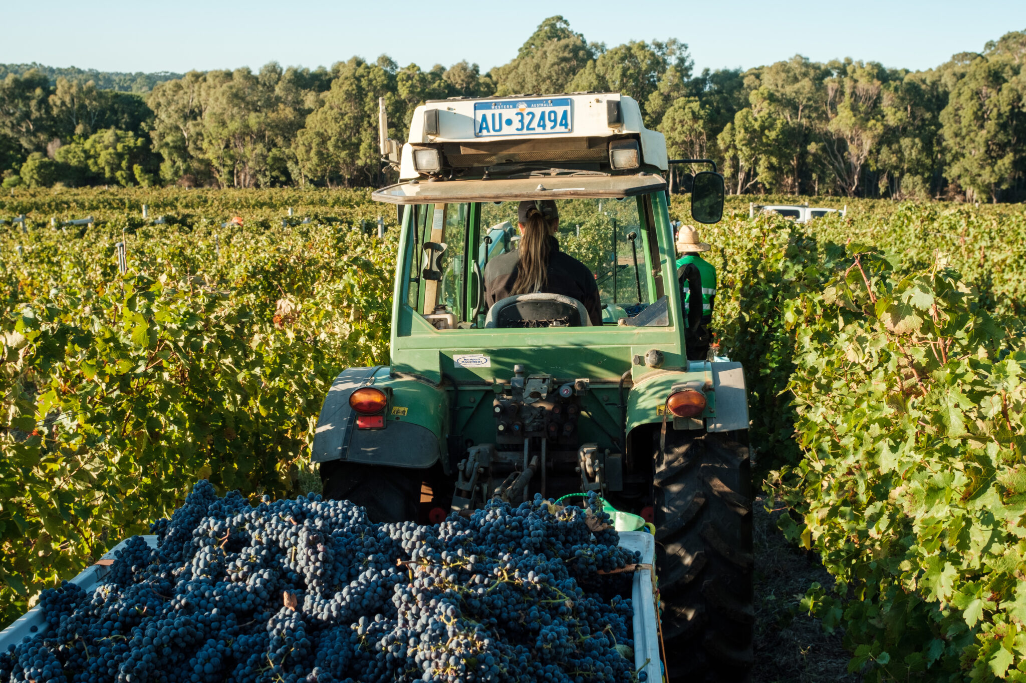 Tractor pulling a load of freshly picked grapes
