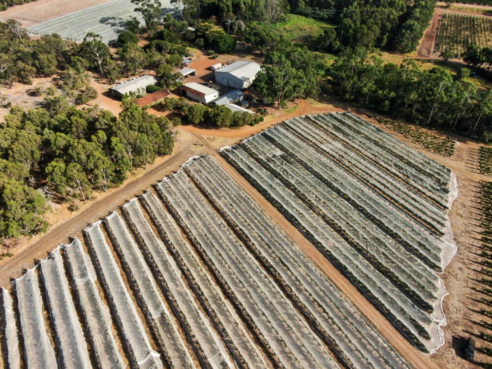 Aerial view of Moss Wood winery